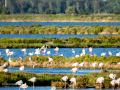 Flamenco comun - Phoenicopterus roseus - Flamenc comu
