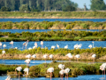 Flamenco comun - Phoenicopterus roseus - Flamenc comu