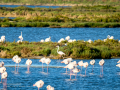 Flamenco comun - Phoenicopterus roseus - Flamenc comu