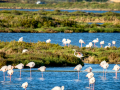 Flamenco comun - Phoenicopterus roseus - Flamenc comu