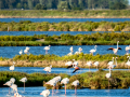 Flamenco comun - Phoenicopterus roseus - Flamenc comu