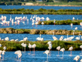 Flamenco comun - Phoenicopterus roseus - Flamenc comu