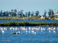 Flamenco comun - Phoenicopterus roseus - Flamenc comu