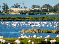 Flamenco comun - Phoenicopterus roseus - Flamenc comu