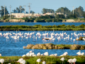 Flamenco comun - Phoenicopterus roseus - Flamenc comu