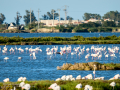 Flamenco comun - Phoenicopterus roseus - Flamenc comu