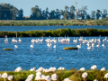 Flamenco comun - Phoenicopterus roseus - Flamenc comu