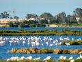 Flamenco comun - Phoenicopterus roseus - Flamenc comu