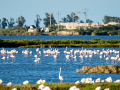 Flamenco comun - Phoenicopterus roseus - Flamenc comu