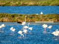 Flamenco comun - Phoenicopterus roseus - Flamenc comu