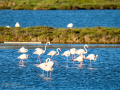 Flamenco comun - Phoenicopterus roseus - Flamenc comu