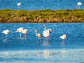 Flamenco comun - Phoenicopterus roseus - Flamenc comu