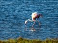Flamenco comun - Phoenicopterus roseus - Flamenc comu