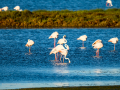 Flamenco comun - Phoenicopterus roseus - Flamenc comu
