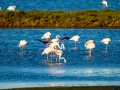 Flamenco comun - Phoenicopterus roseus - Flamenc comu