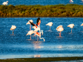 Flamenco comun - Phoenicopterus roseus - Flamenc comu