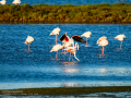 Flamenco comun - Phoenicopterus roseus - Flamenc comu