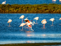 Flamenco comun - Phoenicopterus roseus - Flamenc comu