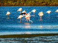 Flamenco comun - Phoenicopterus roseus - Flamenc comu