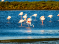 Flamenco comun - Phoenicopterus roseus - Flamenc comu