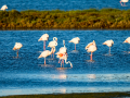 Flamenco comun - Phoenicopterus roseus - Flamenc comu