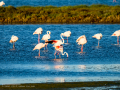 Flamenco comun - Phoenicopterus roseus - Flamenc comu
