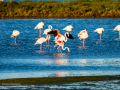Flamenco comun - Phoenicopterus roseus - Flamenc comu