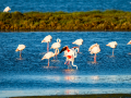 Flamenco comun - Phoenicopterus roseus - Flamenc comu