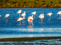 Flamenco comun - Phoenicopterus roseus - Flamenc comu