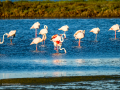 Flamenco comun - Phoenicopterus roseus - Flamenc comu