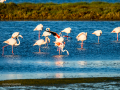 Flamenco comun - Phoenicopterus roseus - Flamenc comu