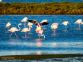 Flamenco comun - Phoenicopterus roseus - Flamenc comu