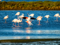 Flamenco comun - Phoenicopterus roseus - Flamenc comu