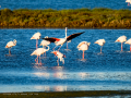 Flamenco comun - Phoenicopterus roseus - Flamenc comu