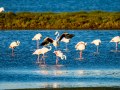 Flamenco comun - Phoenicopterus roseus - Flamenc comu