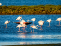 Flamenco comun - Phoenicopterus roseus - Flamenc comu