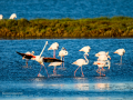 Flamenco comun - Phoenicopterus roseus - Flamenc comu