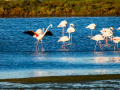 Flamenco comun - Phoenicopterus roseus - Flamenc comu