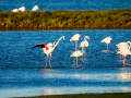 Flamenco comun - Phoenicopterus roseus - Flamenc comu