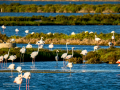 Flamenco comun - Phoenicopterus roseus - Flamenc comu