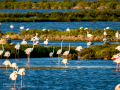Flamenco comun - Phoenicopterus roseus - Flamenc comu