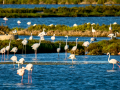 Flamenco comun - Phoenicopterus roseus - Flamenc comu