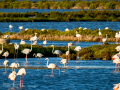 Flamenco comun - Phoenicopterus roseus - Flamenc comu