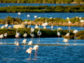 Flamenco comun - Phoenicopterus roseus - Flamenc comu