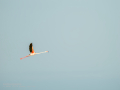 Flamenco comun - Phoenicopterus roseus - Flamenc comu