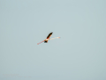 Flamenco comun - Phoenicopterus roseus - Flamenc comu