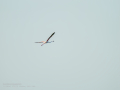Flamenco comun - Phoenicopterus roseus - Flamenc comu