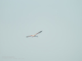 Flamenco comun - Phoenicopterus roseus - Flamenc comu