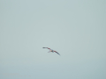 Flamenco comun - Phoenicopterus roseus - Flamenc comu