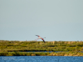 Flamenco comun - Phoenicopterus roseus - Flamenc comu